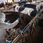 Sakarya'da 37 Mahallede Şap Hastalığı İçin Karantina Uygulaması Başlatıldı