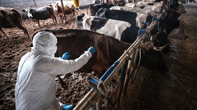 Sakarya'da 37 Mahallede Şap Hastalığı İçin Karantina Uygulaması Başlatıldı