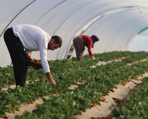Şanlıurfa'da Çilek Üretimi 60 Dekara Ulaşıyor: Başarı Hikayesi