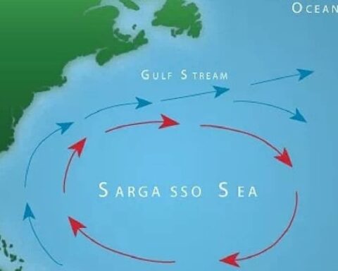 Sargasso Denizi: Ekosistem ve İklim Döngüsünde Kritik Öneme Sahip Bölge