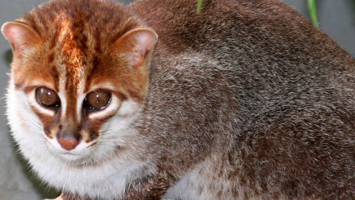 Tayland’da Yüzyıllar Sonra Yeniden Görülen Yassı Başlı Kedi Türü Doğal Ekosistemler İçin Umut Veriyor