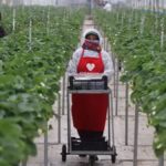 Yapay Zeka Destekli Tarım Uygulamalarıyla 450 Ton Çilek Üretimi ve İhracat Başarıları