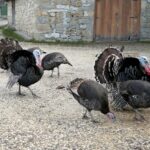 Yılbaşı Hindisi Fiyatları Yükseliyor: Eflani ve Kandıra'dan Doğal Yetiştirilen Hindiler Pazara İndirildi