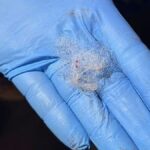 Yün Parçası, İngiltere'den Fransa'ya Giden Et İhraçlarını Durdurdu