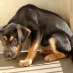 Sırbistan ve Rusya, protesto bastırma kapasitesini birlikte test etti