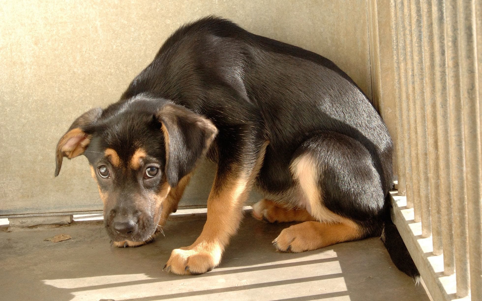 Sırbistan ve Rusya, protesto bastırma kapasitesini birlikte test etti