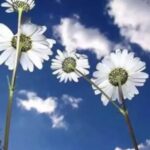 2026 Cemre Düşme Tarihleri: Baharın Habercisi Olacak Günler Belirlendi