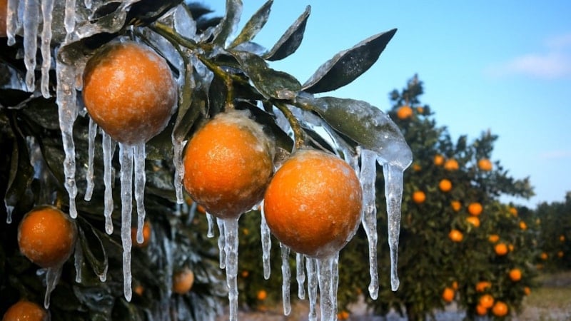 Adana'da zirai don riski: Soğuk hava dalgası tarımsal üretimi tehdit ediyor