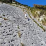 Adriyatik'te Bulunan 80 Milyon Yıllık Deniz Kaplumbağası İzleri Tarihi Değiştiriyor