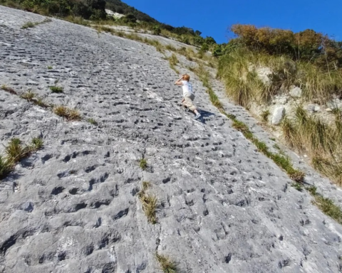 Adriyatik'te Bulunan 80 Milyon Yıllık Deniz Kaplumbağası İzleri Tarihi Değiştiriyor