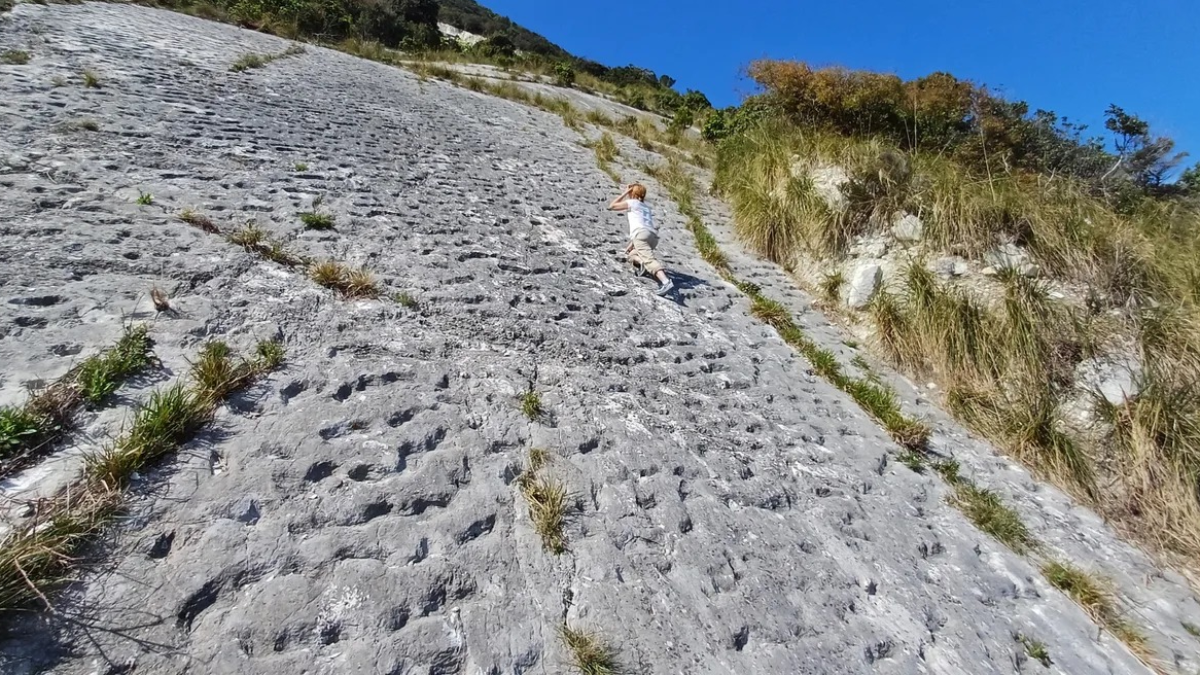 Adriyatik'te Bulunan 80 Milyon Yıllık Deniz Kaplumbağası İzleri Tarihi Değiştiriyor