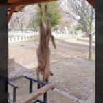 Afyonkarahisar'da Bir Köpeğe Yapılan İşkence Dünya Genelinde Tepki Topluyor