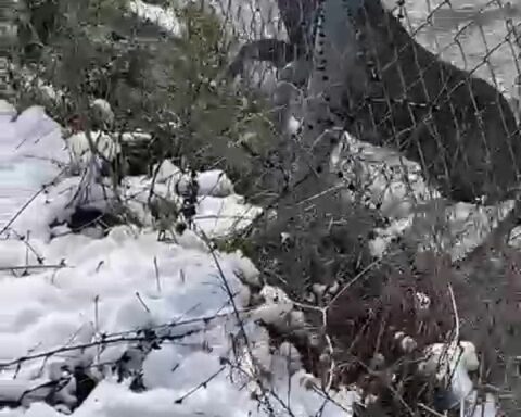 Amasya'da su kanalına düşen karaca, avcıların çabasıyla kurtarıldı