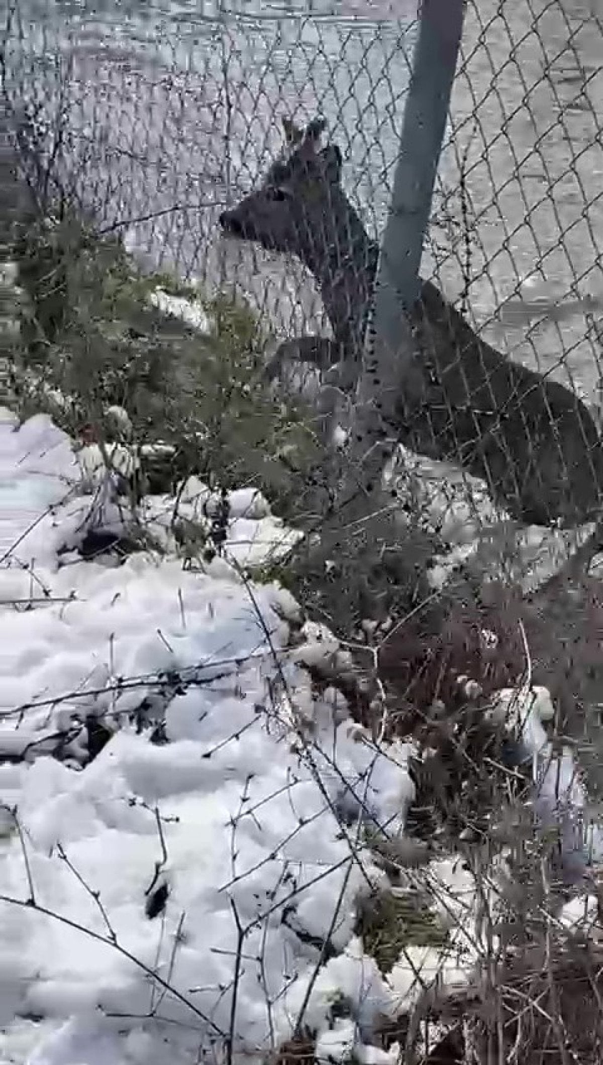 Amasya'da su kanalına düşen karaca, avcıların çabasıyla kurtarıldı