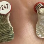 Avustralya'da Şnorkel Yapan Genç, Etiketli Deniz Kabuğu Buldu