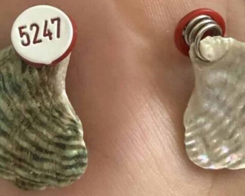 Avustralya'da Şnorkel Yapan Genç, Etiketli Deniz Kabuğu Buldu