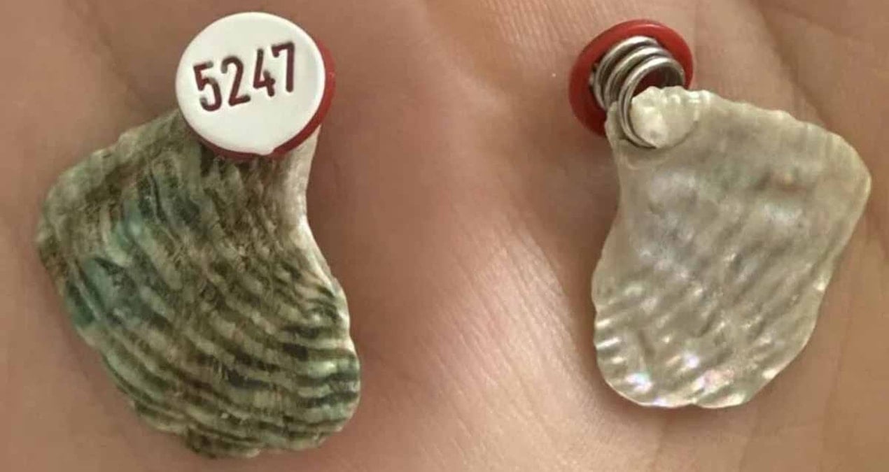 Avustralya'da Şnorkel Yapan Genç, Etiketli Deniz Kabuğu Buldu