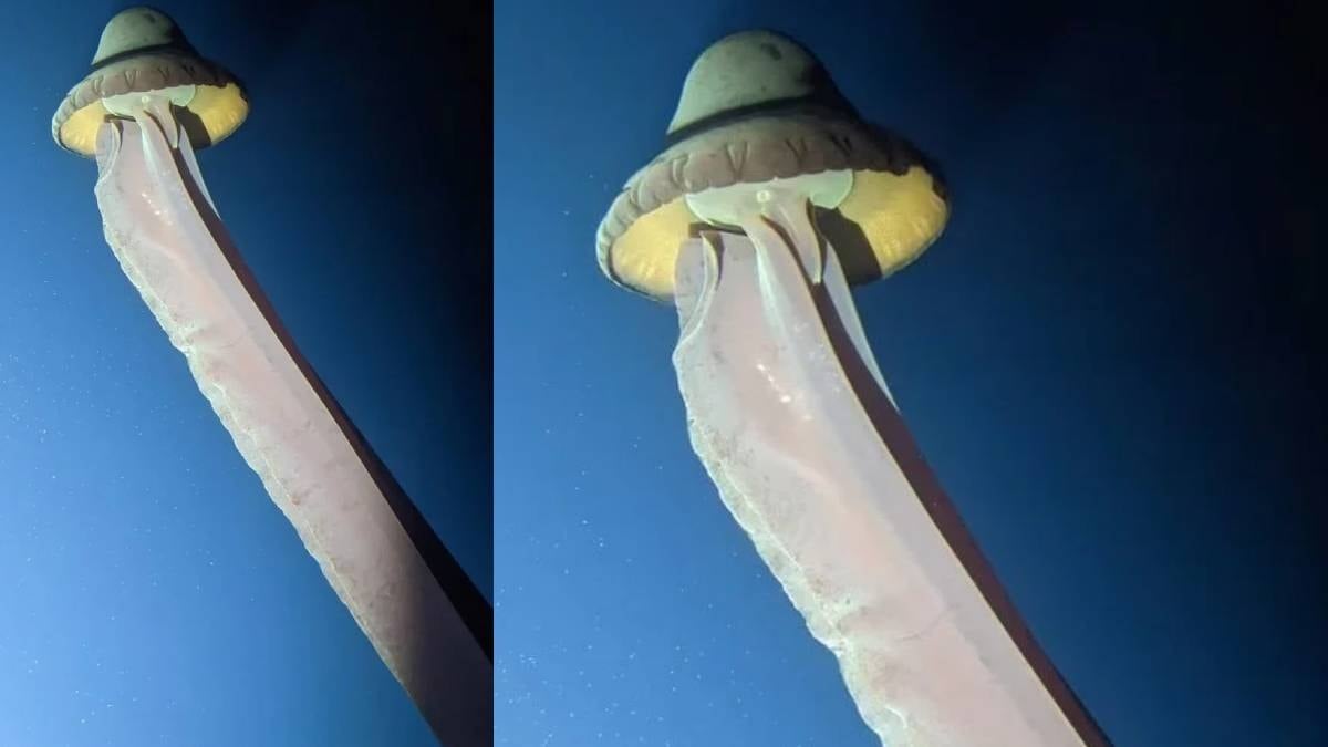 Derin denizlerde eşsiz bir dev hayalet denizanası keşfedildi