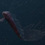 Derin Denizlerden Kıyıya Vuran Genç Kral Somonu Keşfedildi