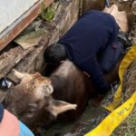 Düzce'de Kuyuya Düşen İnek, İtfaiye Ekipleri Tarafından Kurtarıldı