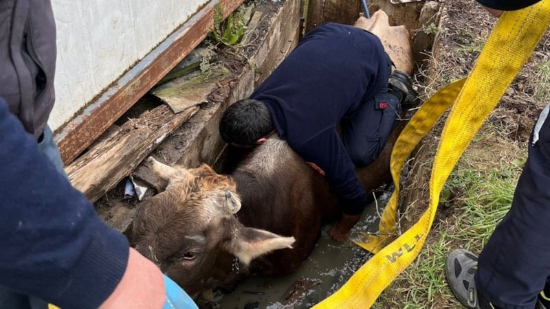 Düzce'de Kuyuya Düşen İnek, İtfaiye Ekipleri Tarafından Kurtarıldı