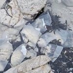 Eastbourne Sahilinde Milyonlarca Patatesin Ortaya Çıkması Şaşkınlık Yarattı