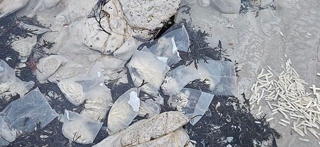 Eastbourne Sahilinde Milyonlarca Patatesin Ortaya Çıkması Şaşkınlık Yarattı