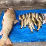 Elazığ'da Murat Nehri'nde 52 Kilogramlık Dev Turna Yakalandı