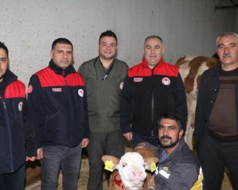 Elazığ'da Yılın İlk Buzağısına Çeyrek Altın Takıldı