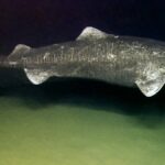 Grönland köpekbalığı, 400 yıla kadar yaşayabiliyor ve cinsel olgunluğa 150 yaşında ulaşıyor