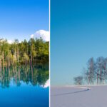 Hokkaido'daki Aşırı Turizm Sorunu Nedeniyle İkonik Ağaçlar Kesildi