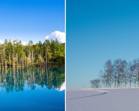 Hokkaido'daki Aşırı Turizm Sorunu Nedeniyle İkonik Ağaçlar Kesildi