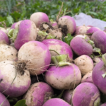 Kadirli'de Turbun Kilosu 30 Kuruşa Düşerek Üreticiyi Mağdur Ediyor