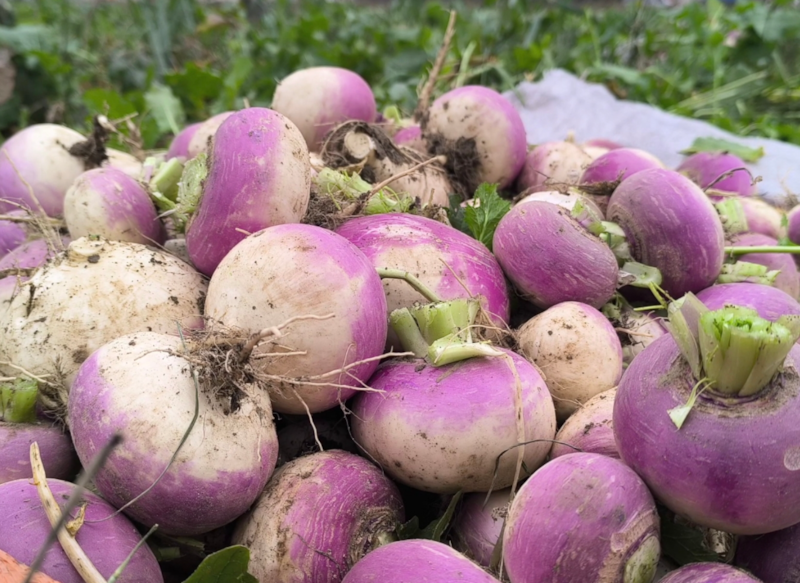Kadirli'de Turbun Kilosu 30 Kuruşa Düşerek Üreticiyi Mağdur Ediyor