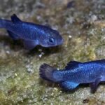 Nadir Balık Türünün Popülasyonu Depremlerle 38'e Düştü