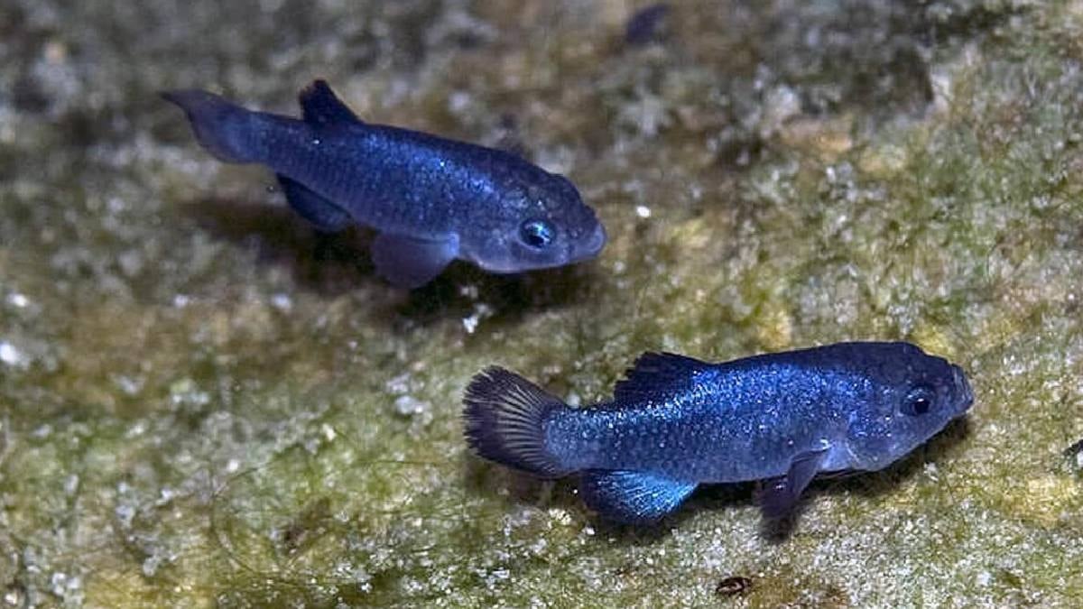 Nadir Balık Türünün Popülasyonu Depremlerle 38'e Düştü