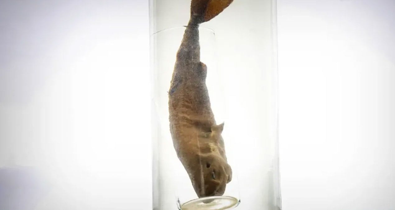 Nadir Cep Köpekbalığı, Tulane Üniversitesi'ndeki Sığınakta Koruma Altında