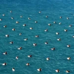 Salda Gölü’nde Elmabaş Patka Ördekleriyle Görsel Şölen Ortaya Çıktı