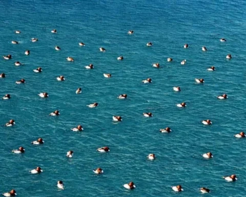 Salda Gölü’nde Elmabaş Patka Ördekleriyle Görsel Şölen Ortaya Çıktı