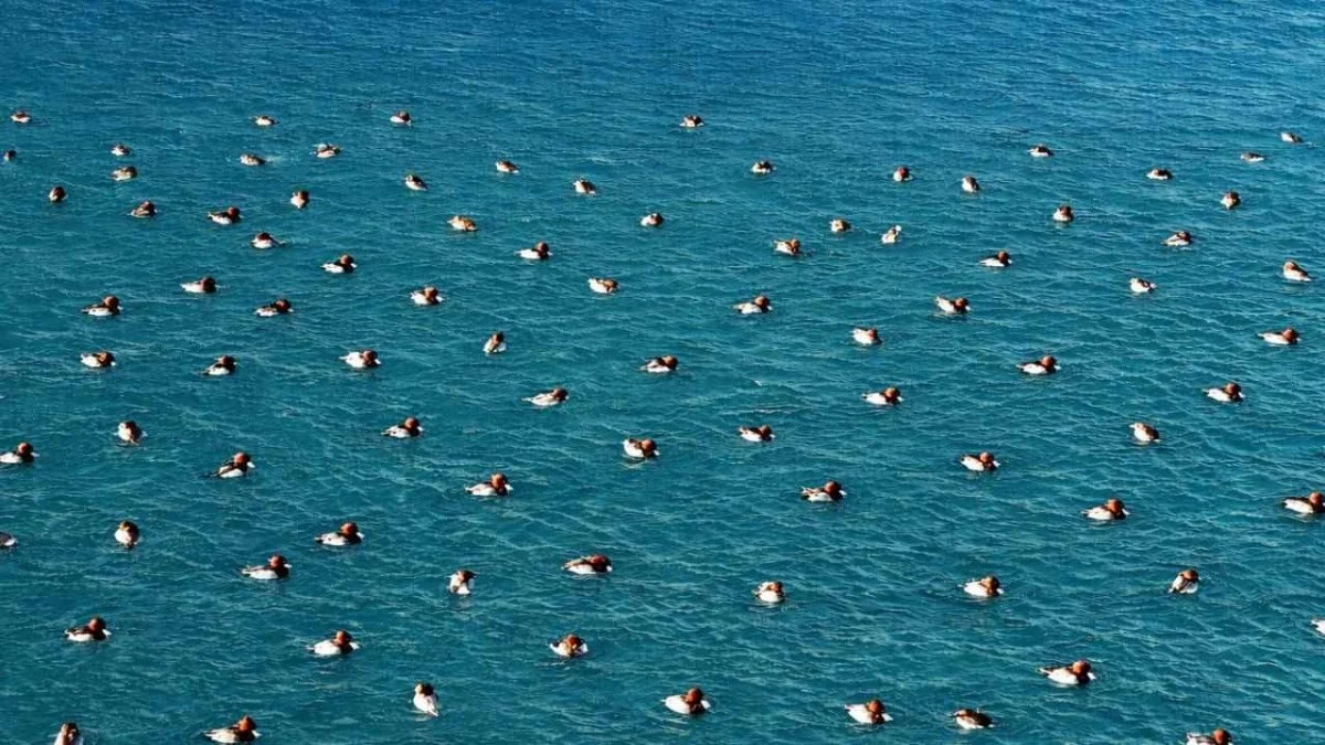 Salda Gölü’nde Elmabaş Patka Ördekleriyle Görsel Şölen Ortaya Çıktı