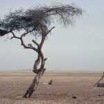 Ténéré Ağacı: Çölün Ortasında Hayatta Kalmanın Sırrı ve Kaybı