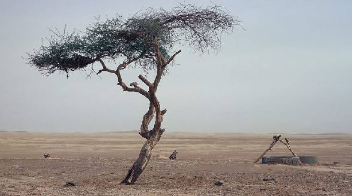 Ténéré Ağacı: Çölün Ortasında Hayatta Kalmanın Sırrı ve Kaybı