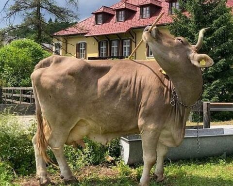 Veronika İneği: Alet Kullanabilen Hayvanların Zekası Üzerine Yeni Araştırma