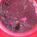 Yeni Tür: Bilim Dünyasında Tanımlanan En Küçük Memeli Keşfi