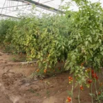 Aksu'da Sel Felaketi: 23 Mahalle Etkilendi, 500 Çiftçi Zarar Gördü