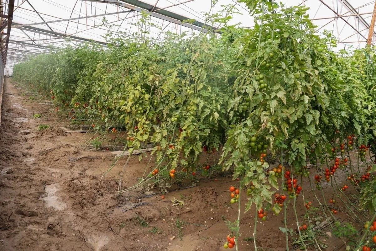 Aksu'da Sel Felaketi: 23 Mahalle Etkilendi, 500 Çiftçi Zarar Gördü