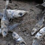 Almanya'daki Su Kanalı Kurutulunca Yüzlerce Balık Hayatını Kaybetti