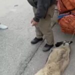 Ankara'da Kamyonetin Arkasında Sürüklenen Köpek Kurtarıldı, Sürücü Gözaltına Alındı