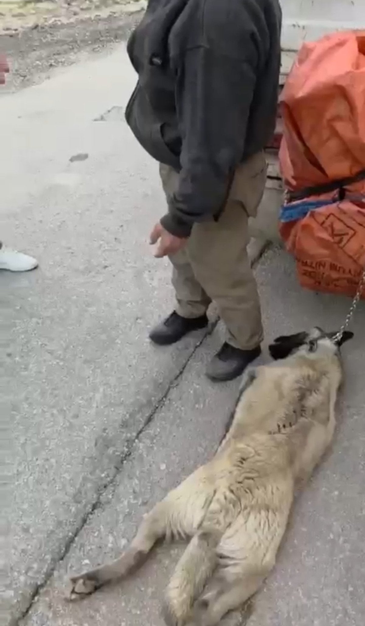Ankara'da Kamyonetin Arkasında Sürüklenen Köpek Kurtarıldı, Sürücü Gözaltına Alındı