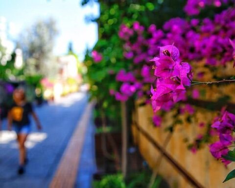 Antalya, Sevgililer Günü için 75 milyon dal çiçek tedarik ediyor